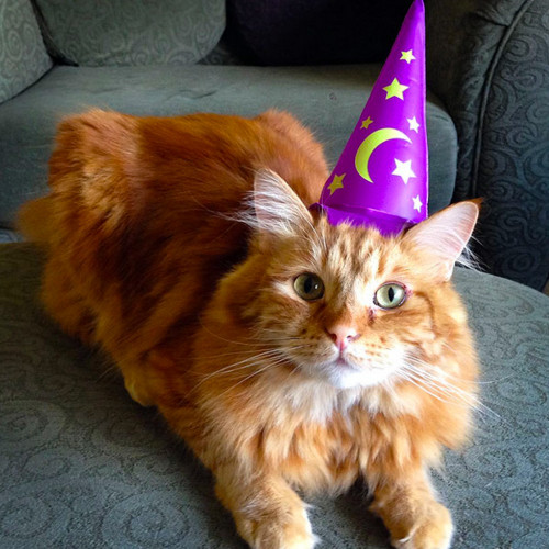 Chapeau de magicien pour chat