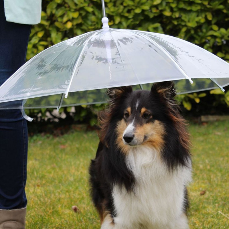 Parapluie pour chien