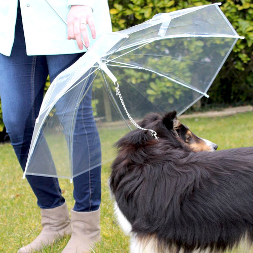 Parapluie pour chien