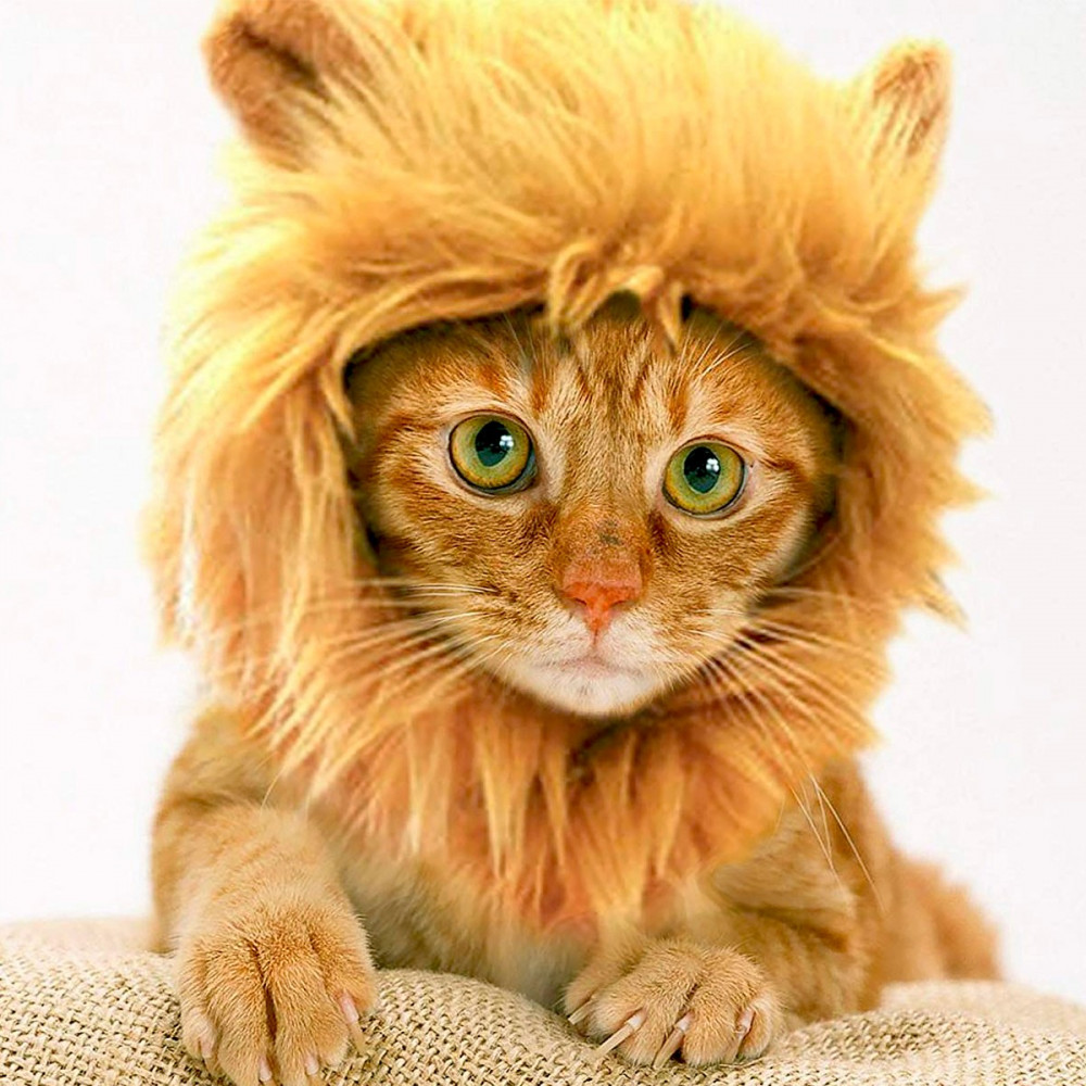 Crinière de lion pour chat