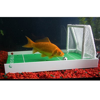 Centre de dressage pour poisson rouge