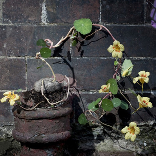 Pack 4 grenades à graines fleurs potagères