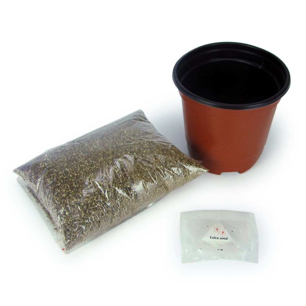 Kit 4 plantes aromatiques à faire pousser